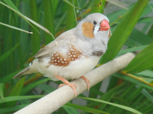    Зебровым амадинам особенности мозга позволяют быстро заучивать новые мелодии
