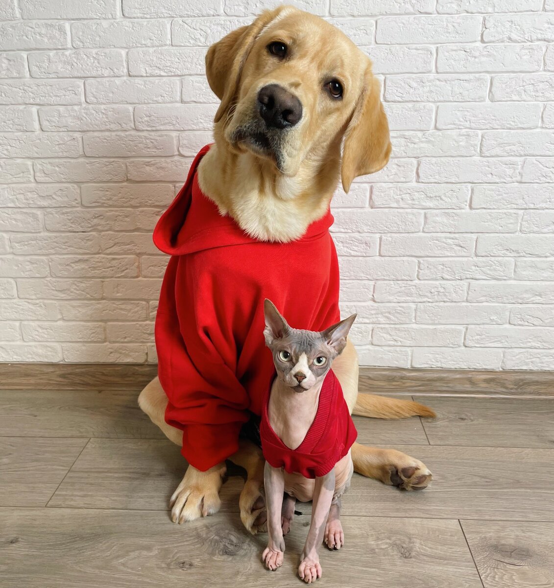 Собака дени и кот. Собака дени и кот. Сфинкс и ретривер. Кошки и собаки смешное видео для детей. Лабрадор дени.