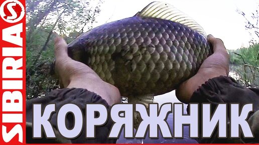 Download Video: ОГРОМНЫЕ караси на манку на поплавочную удочку. Рыбалка на карася в корягах. Рыбалка карась