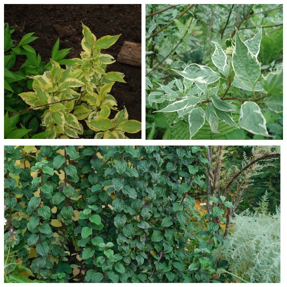 Из этой троицы оставила только нижнего, Компресса.