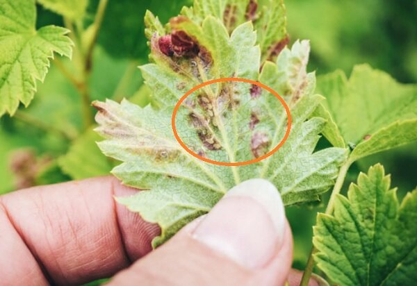 Так выглядит вредитель