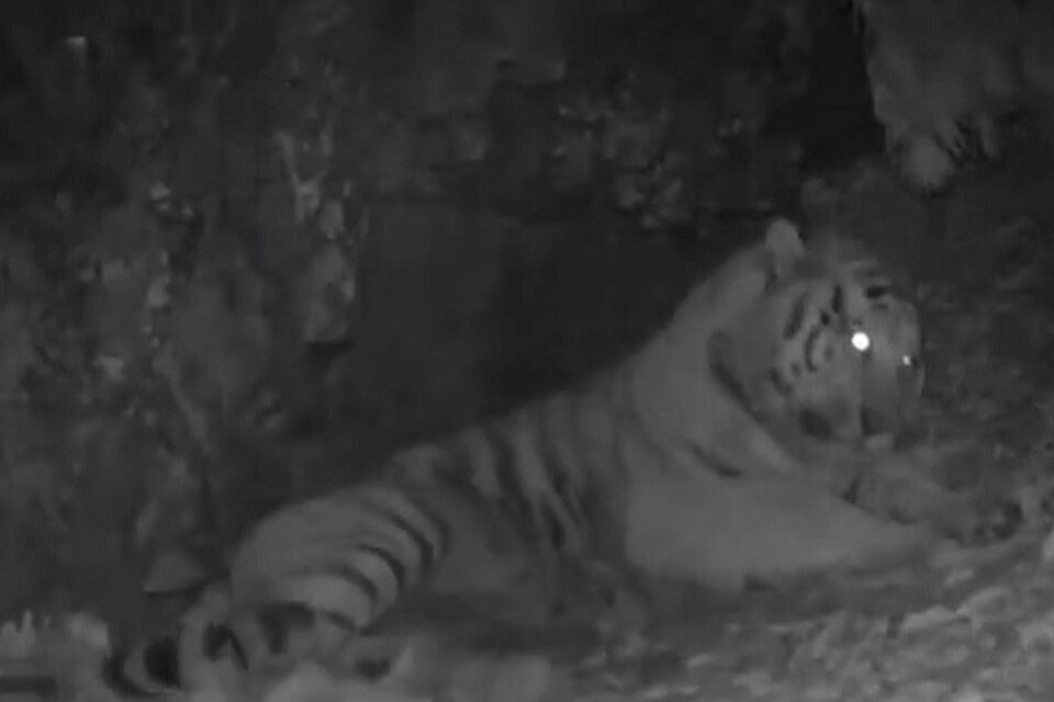     Самец устроил ночлег в траве Фото: скриншот из видео