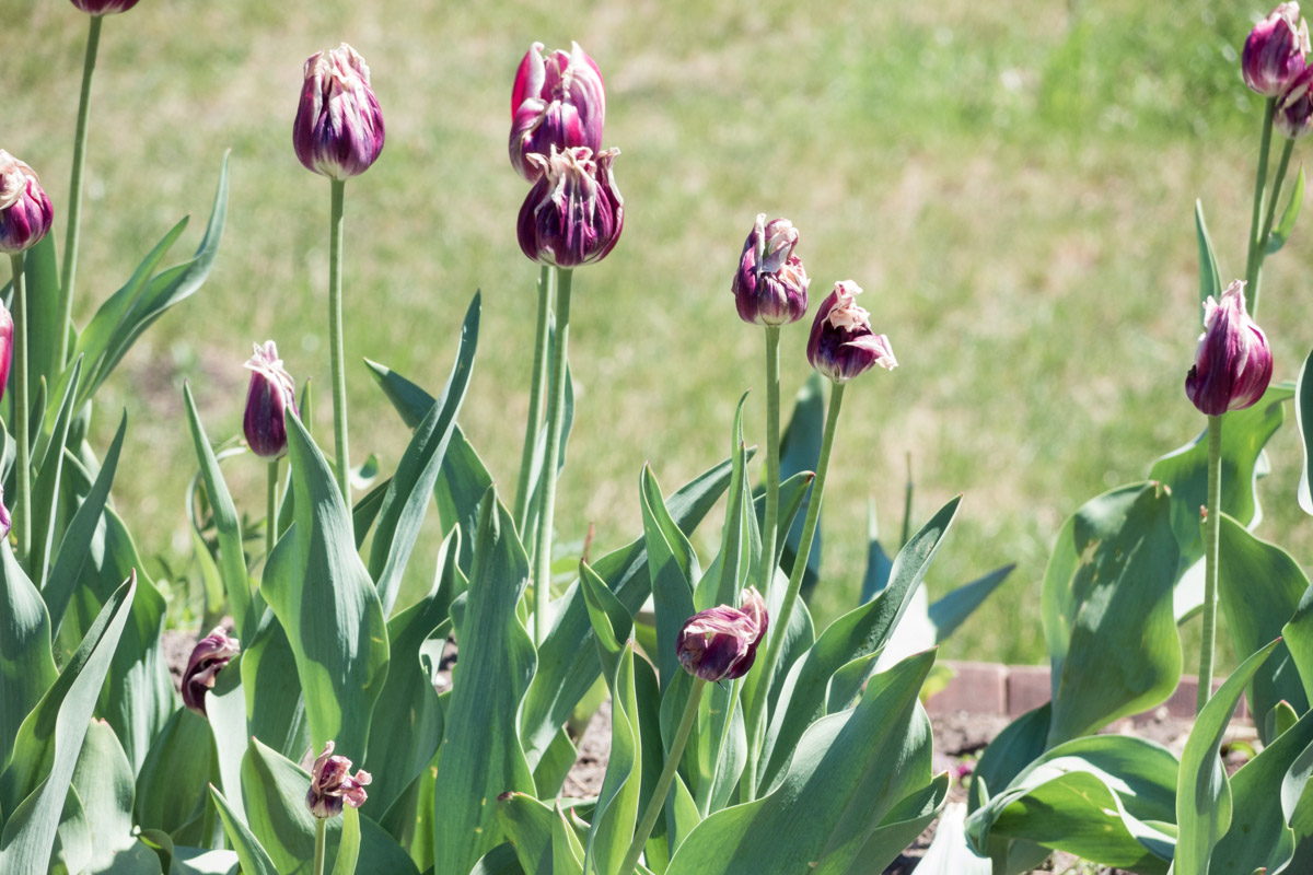 Выкапывать ли тюльпаны каждый год. Тюльпаны отцвели. Tulipa dasystemonoides. Тюльпаны после цветения. Тюльпаны после отцветания.