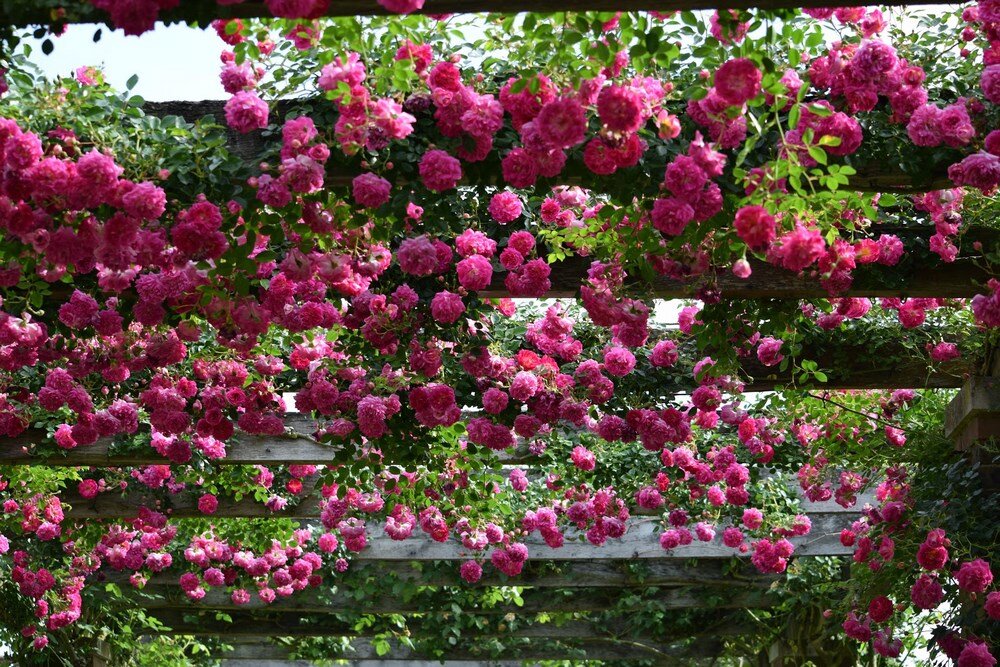 Розарий в садах Kew. | Карельские Дачники | Дзен