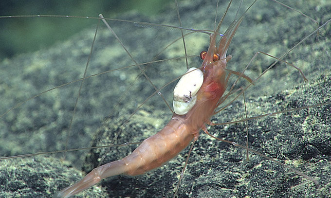Изопода Zonophryxus на некой креветке. Фото: NOAA.