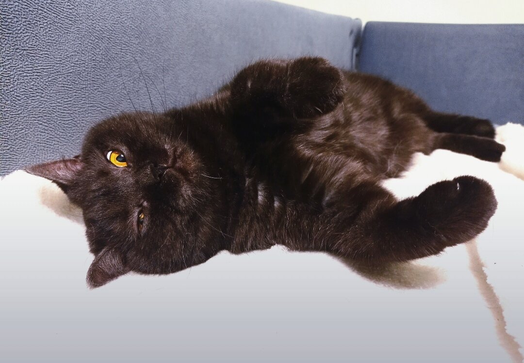 Кошкинья (выполняет обязанности кошечки) 