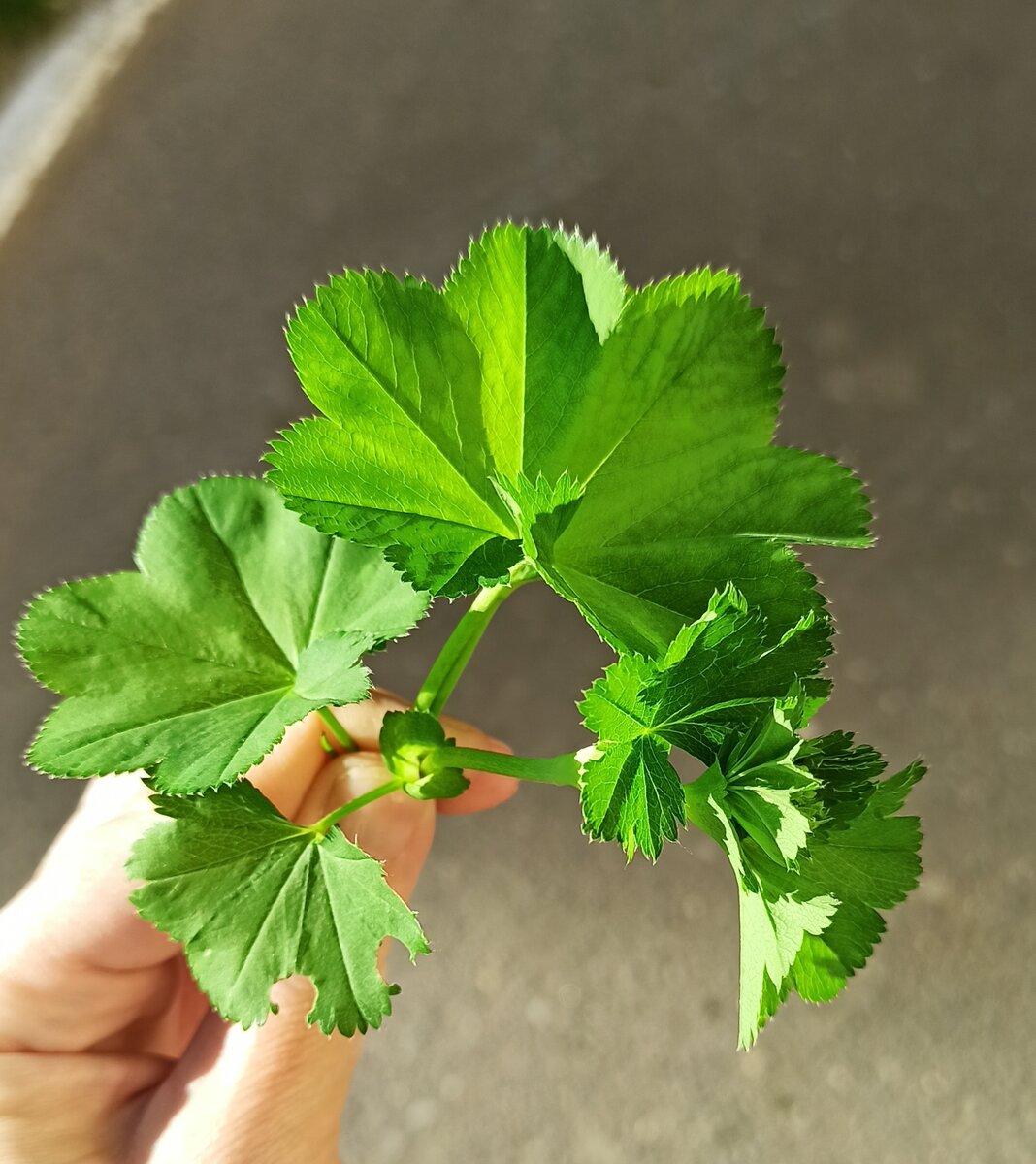 Манжетка Alchemilla epipsila