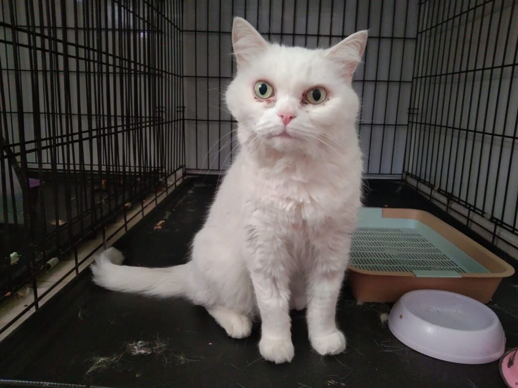 Кошка Кира сейчас.