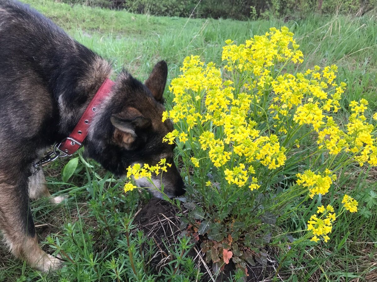 Коджек собака. Приют джим чусовой. Приют джим чусовой. Приют джим чусовой. Приют джим чусовой.