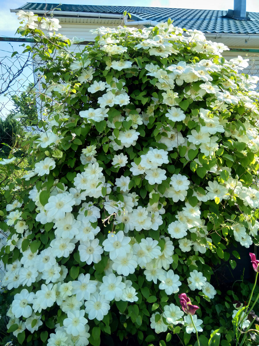 Клематис  сорта "Соседка дала")))