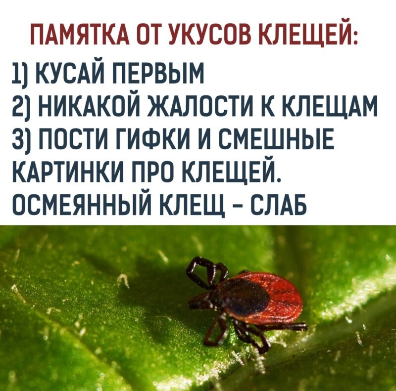 Картинка борьба с клещом