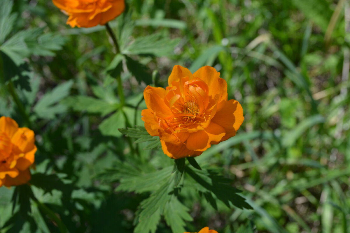 Купальница Trollius ranunculoides