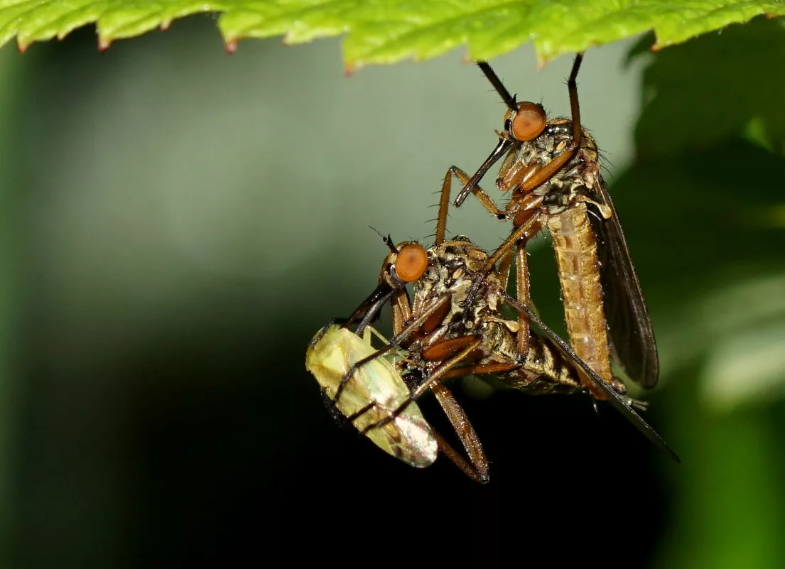 Большой толкунчик: Хищная муха-перехватчик. Их самки пацифистки и питаются мясом только с «рук» самцов2