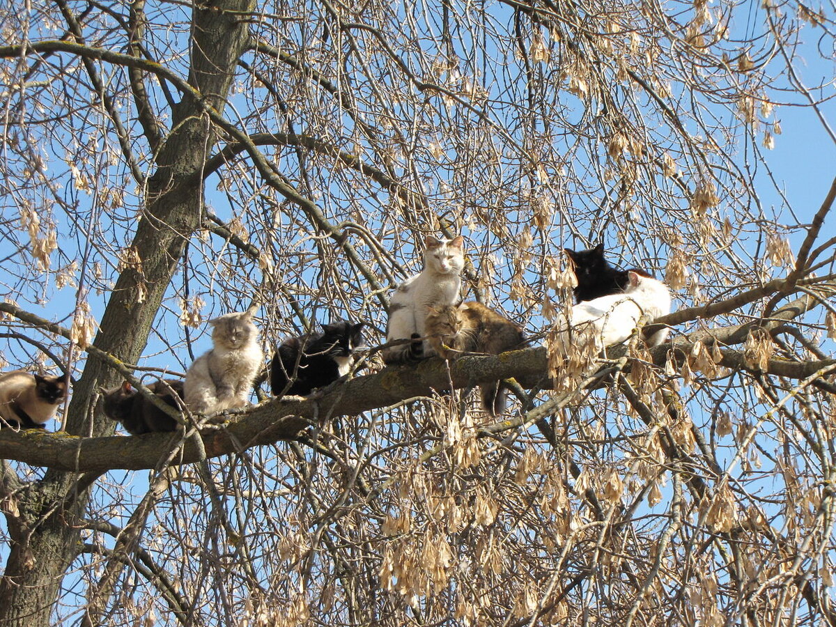 Коты на дереве фото