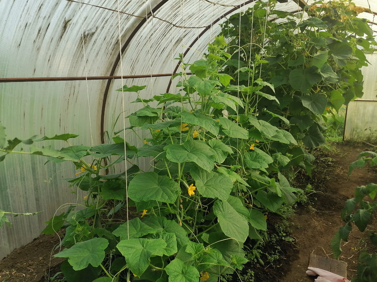 На фото хорошо видны две ступени: кусты на заднем плане - "старички", ближе к нам - трёхнедельный молодняк. 