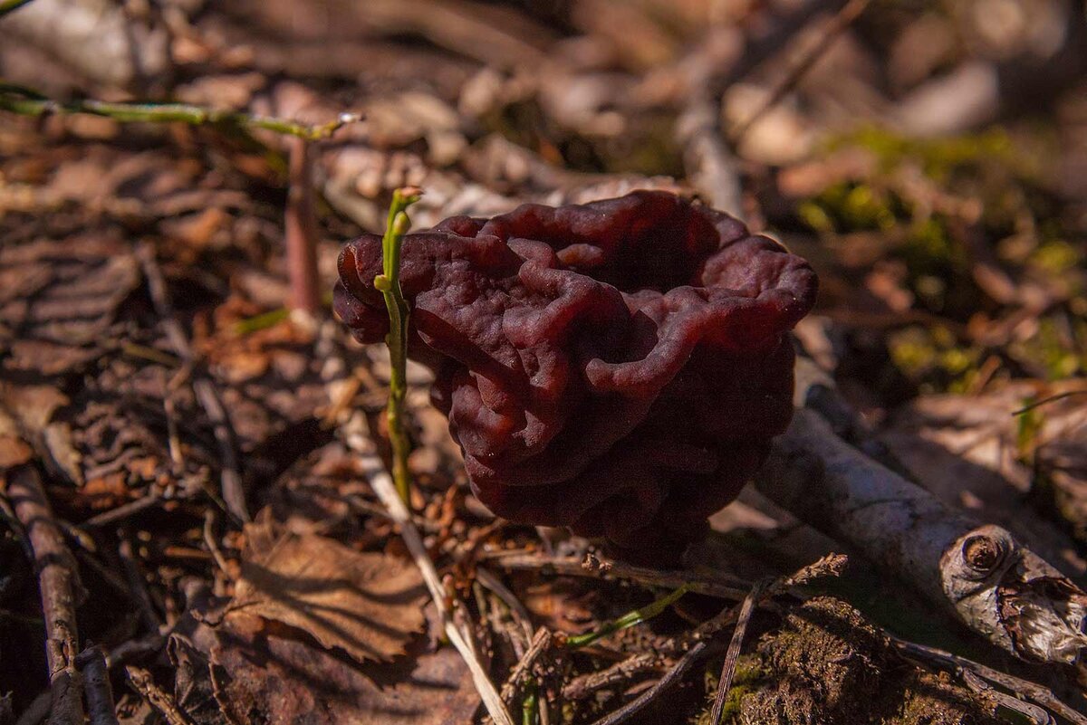 Валдайский национальный парк, май 2022