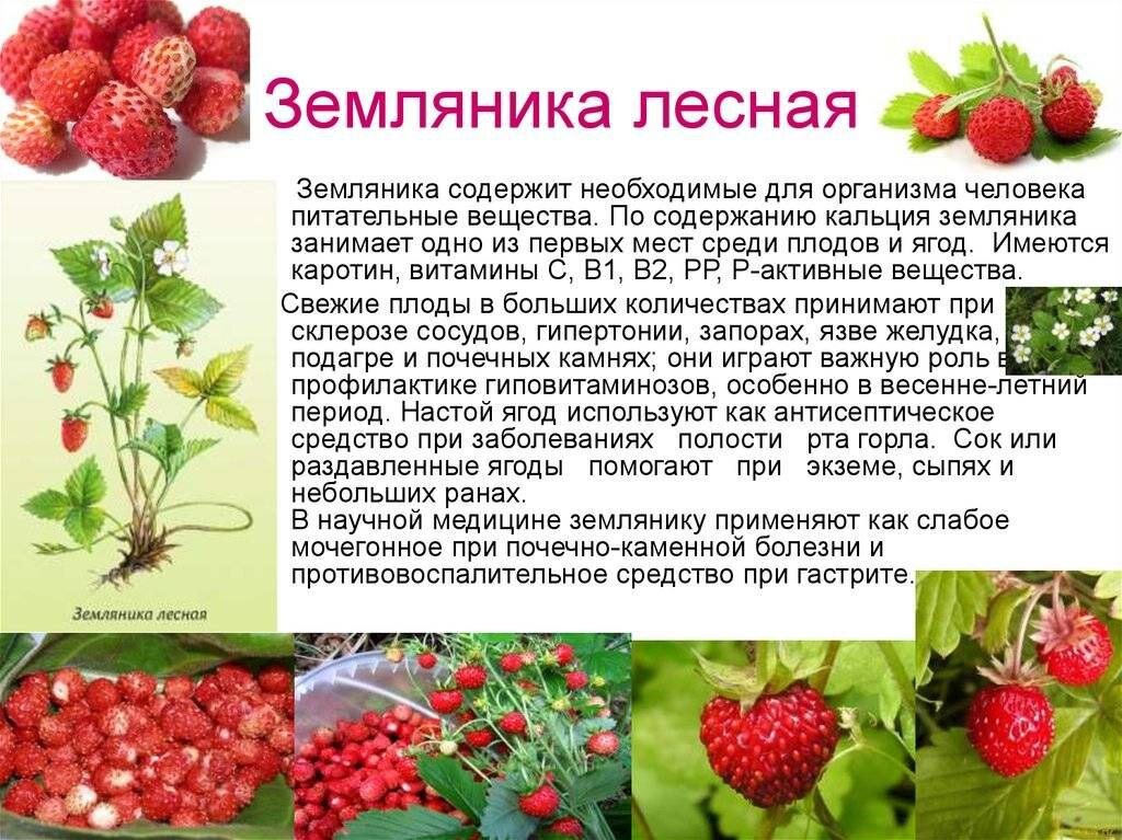 Презентация земляника лесная