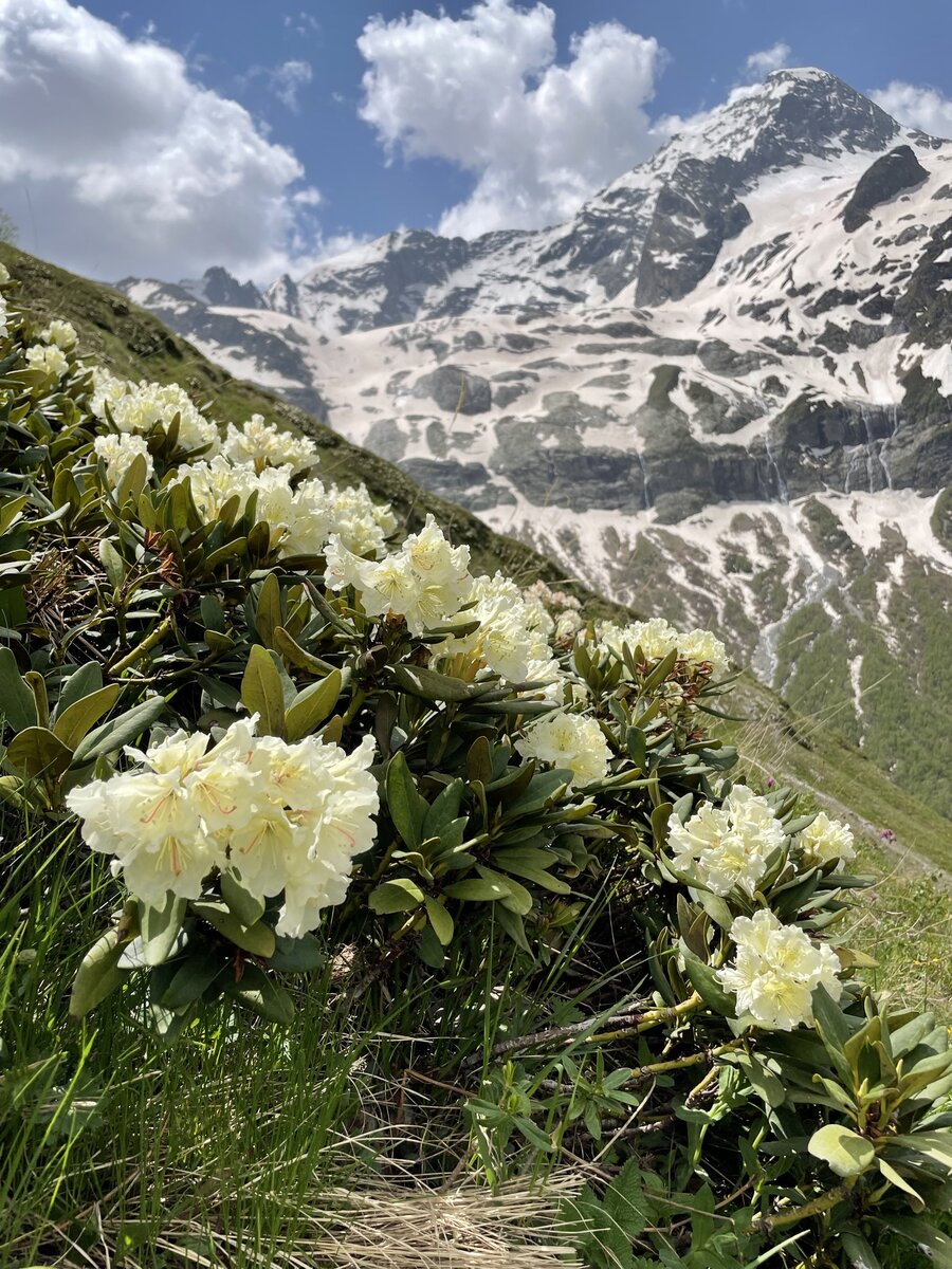 Рододендрон возле софийского седла, фото крупным планом. Фото автора