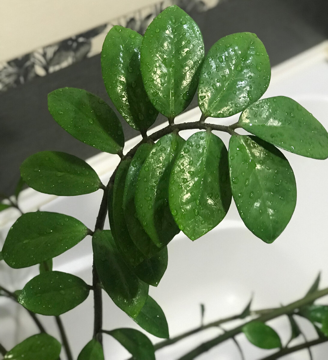 Яркие, насыщенные зелёные листья.