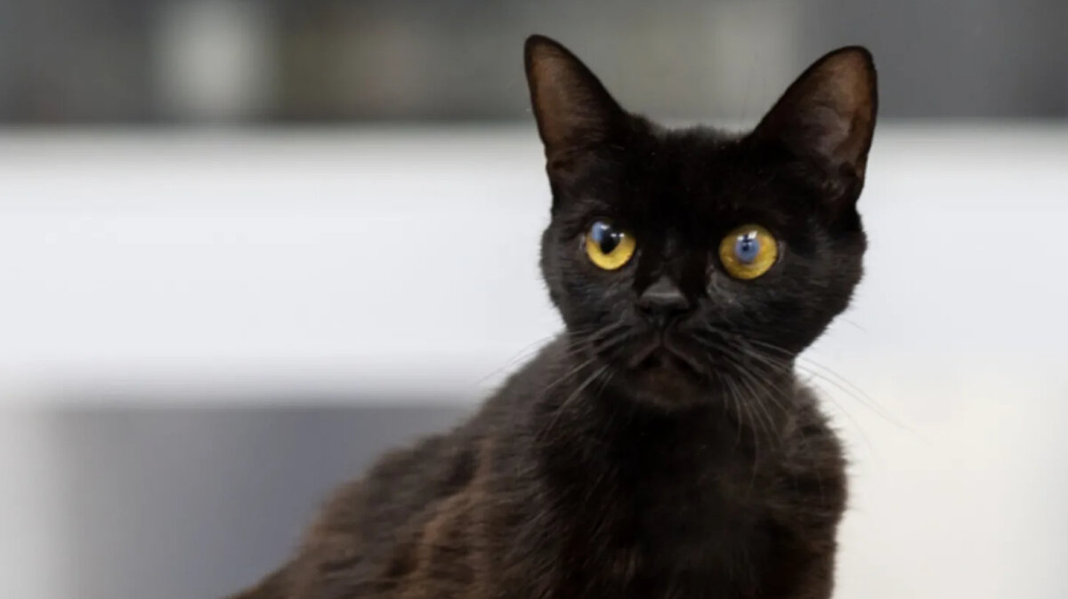 Багира Петровна. Бывшеуличная кошка. В данный момент в поисках дома