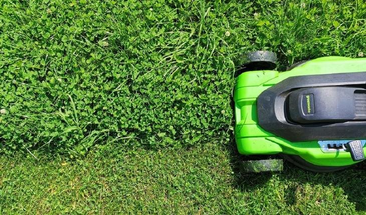    Поганки на участке – как избавиться