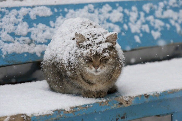 Фото из Яндекс.Картинки