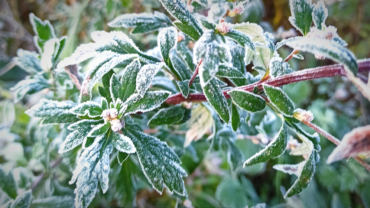 Фото из архива автора ВОЛЯ В ПОЛЕ. заморозки могут быть и в  конце сентября, поэтому важно следить за прогнозом погоды.
