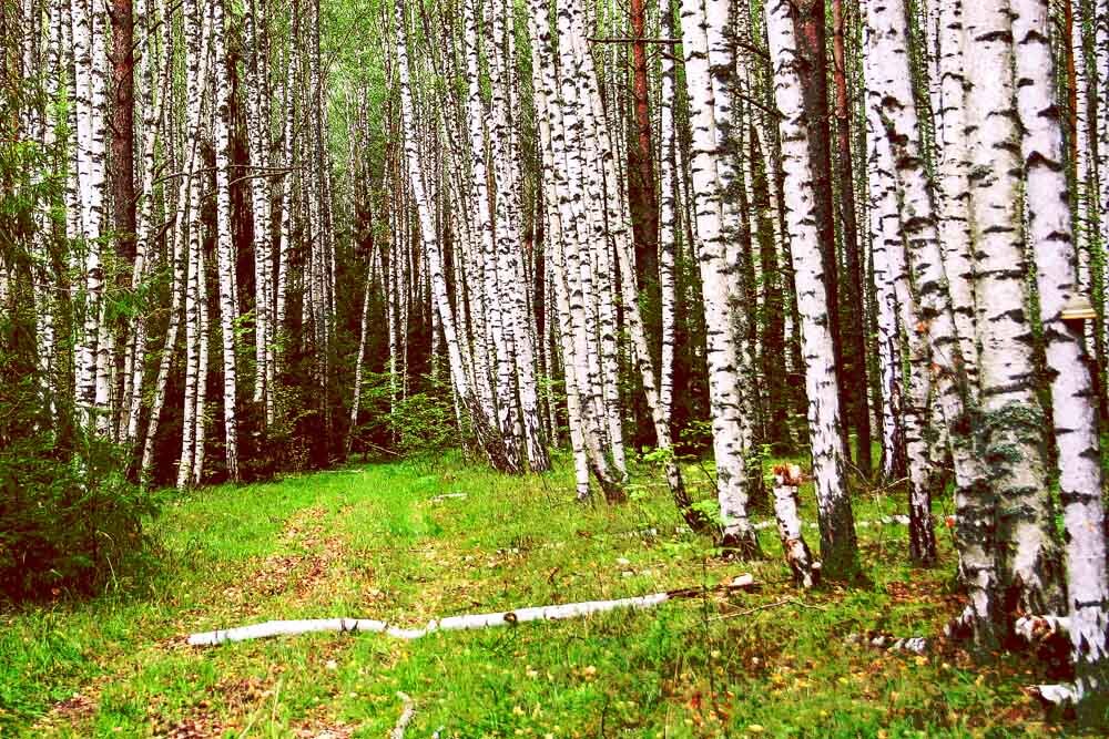 Russian les. Русские леса. Красивые русские леса. Изображения русского леса. Русский лес фото.