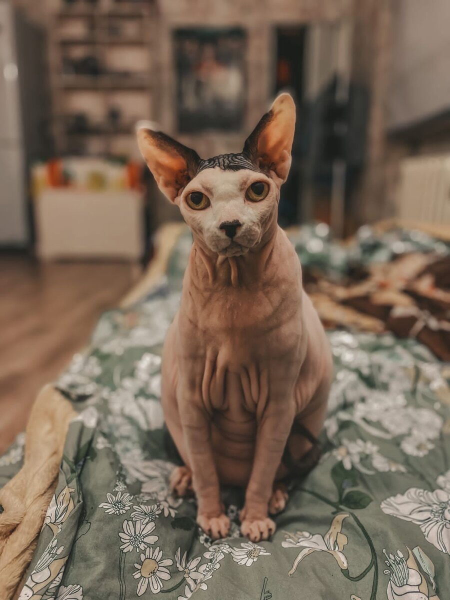 Реальное фото нашего Цезаря)))