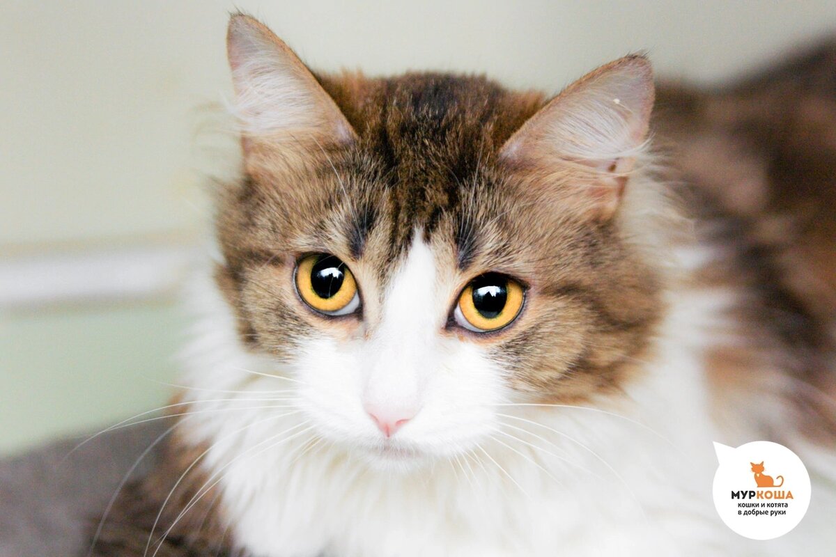 Сладенькую кошечку нашли во дворе. На ней был одет ошейник, в котором запуталась лапка кошки.