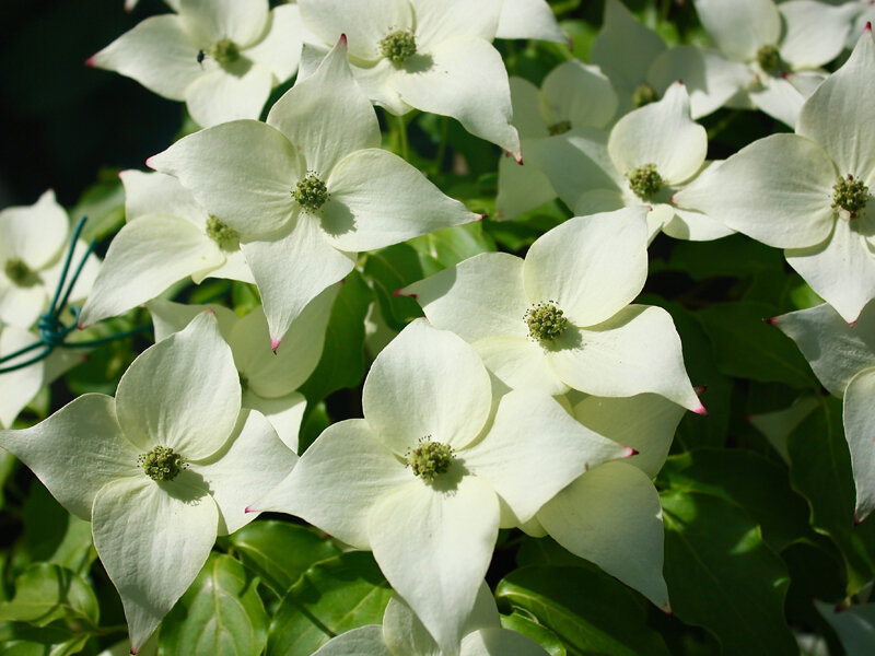 дерен японский, свидина японская, Cornus kousa