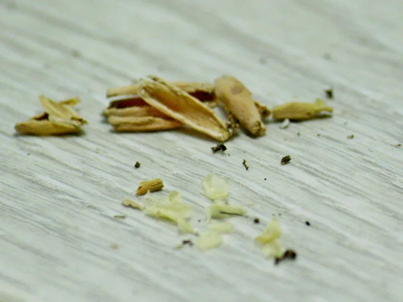 Адениум сеянец. Фото и коллекция автора Masteritayaplants