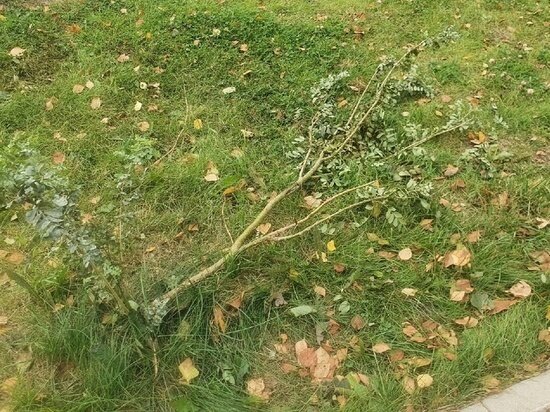     Фото пресс-службы администрации Архангельска