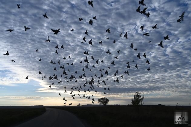    Осеннее утро в Донбассе Александр Погожев © ИА REGNUM