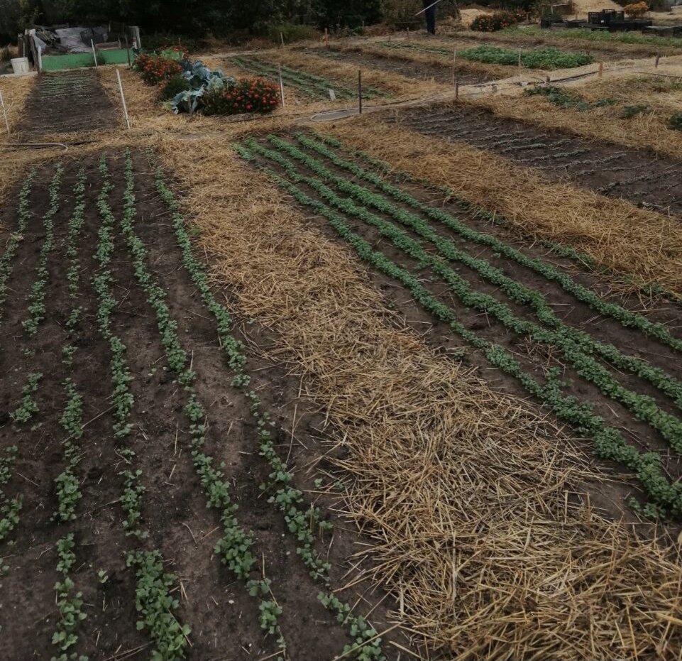 Осенний огород подписчицы Дачного агронома 