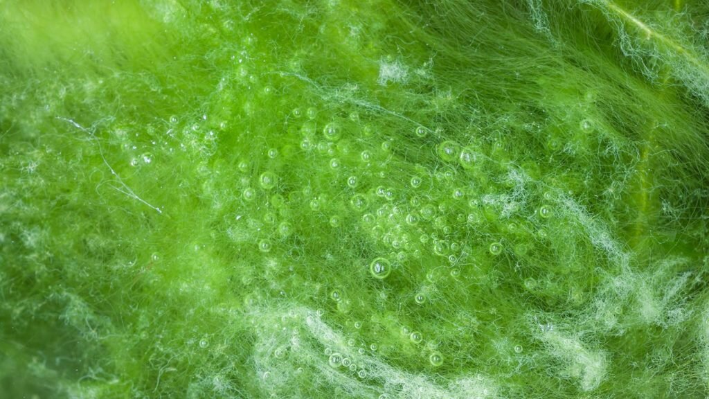    macro of thallophytic plant on a surface of water or green algae Александр Шереметьев