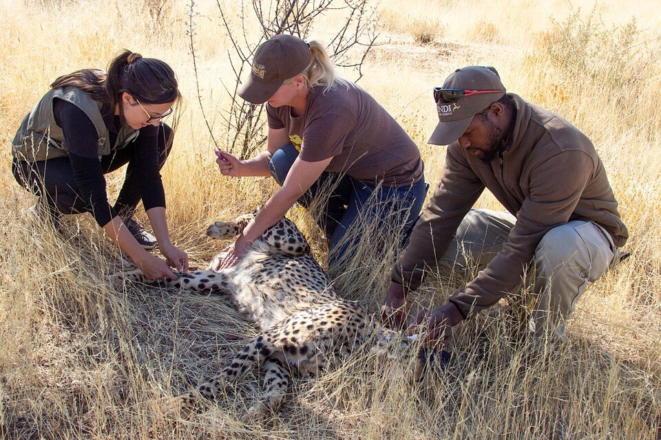     Гепарды когда-то были широко распространены в Индии  REUTERS