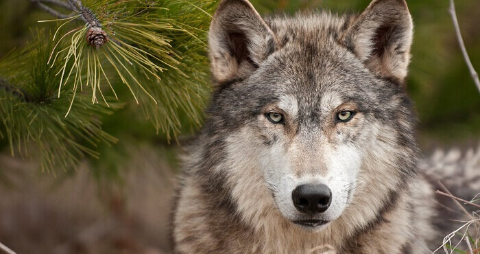 В сказках зверь другой