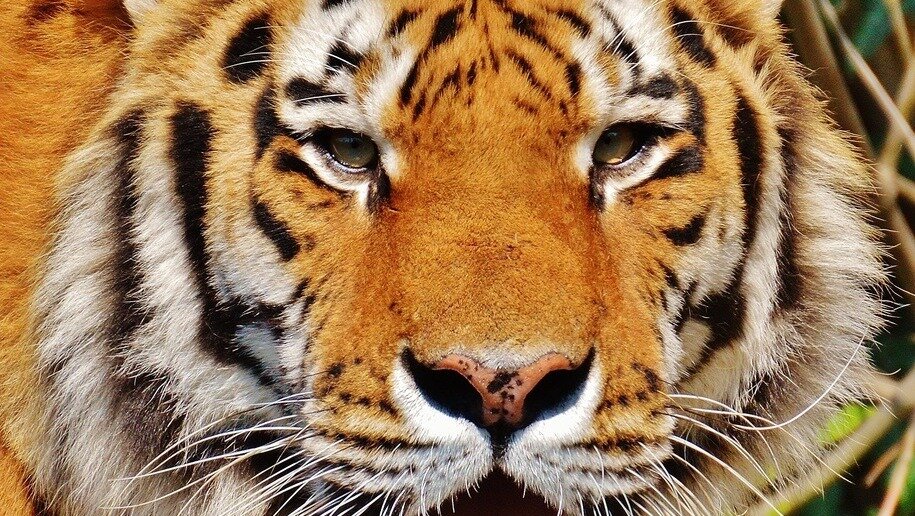     В ближайшую субботу, 24 сентября, Абаканский зоопарк устраивает праздник в честь дня рождения амурского тигра Сильвера. Ему приготовят именинный торт.