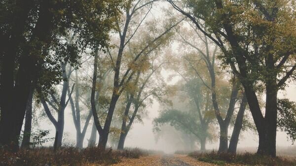   © Pixabay / Koleida