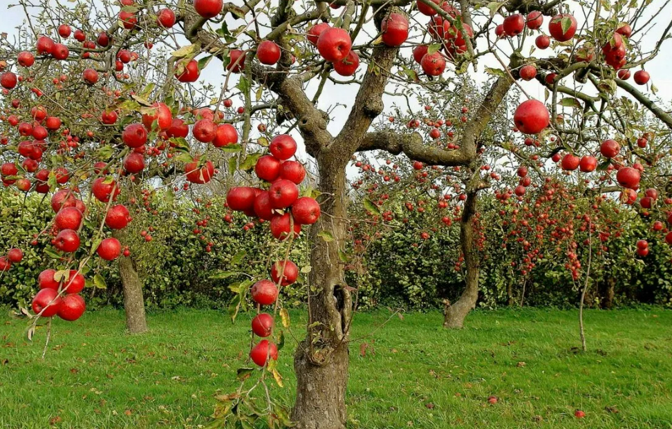 Фотография взята из источника gribyogorod.info