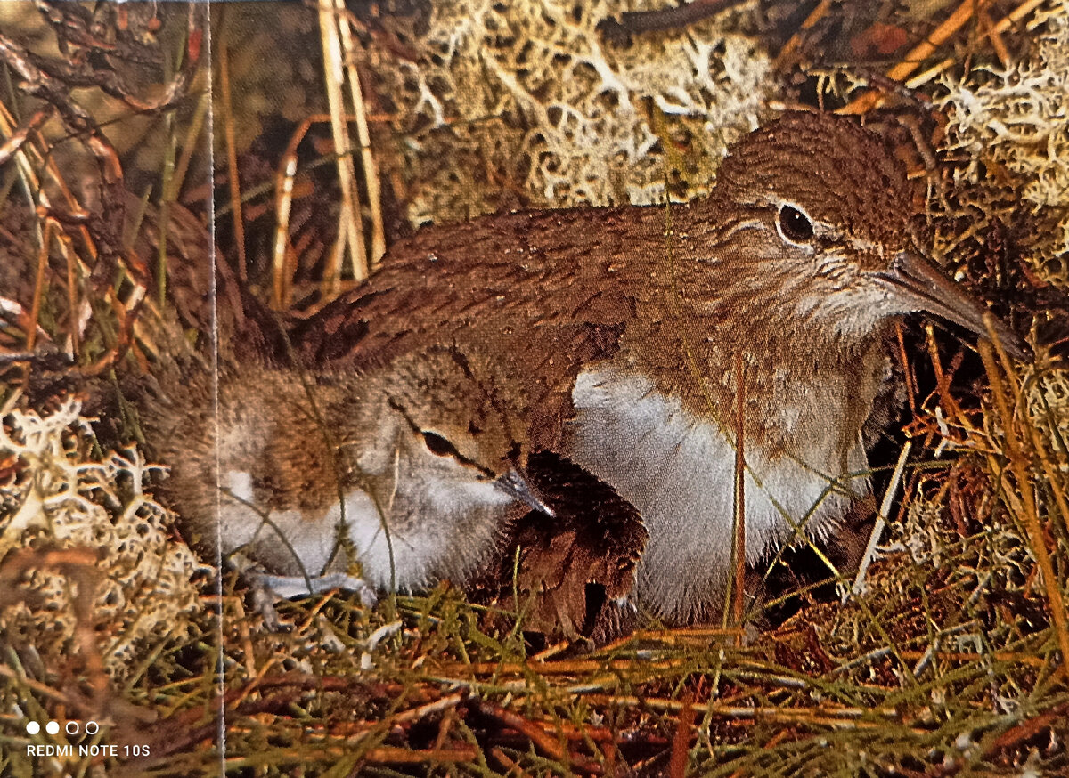 Коричневатая покровительственная окраска крыльев и спины прекрасно маскирует птицу среди прибрежной растительности. На снимке взрослая птица с птенцами. 
