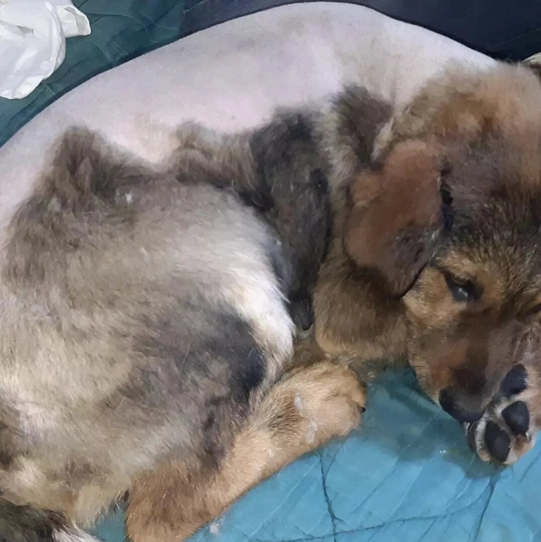 приют преданность. приют преданность. немецкая овчарка в квартире. бродячие собаки. приют для собак в смоленске.