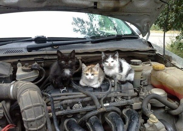 Фото из открытых источников