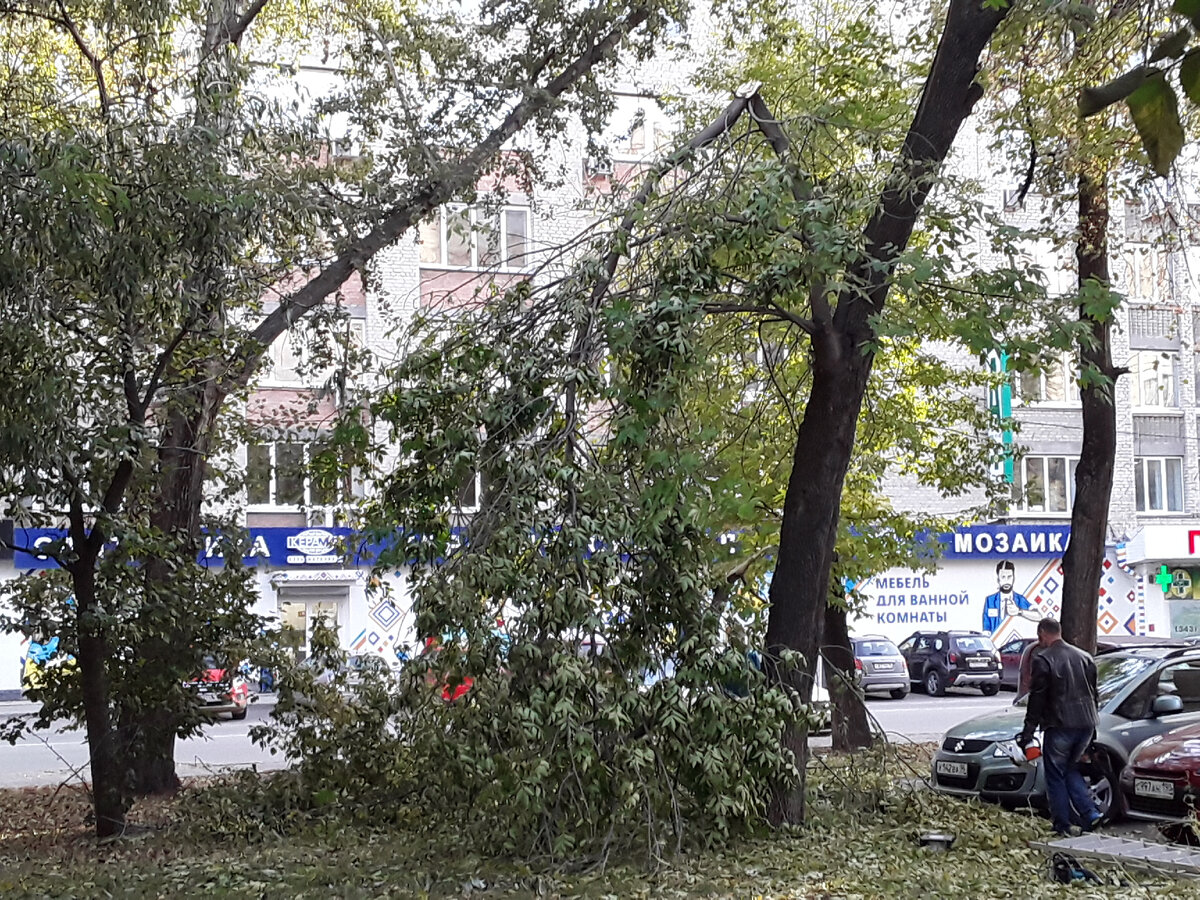  Жертва снеголома в городе. Пострадавший клен 