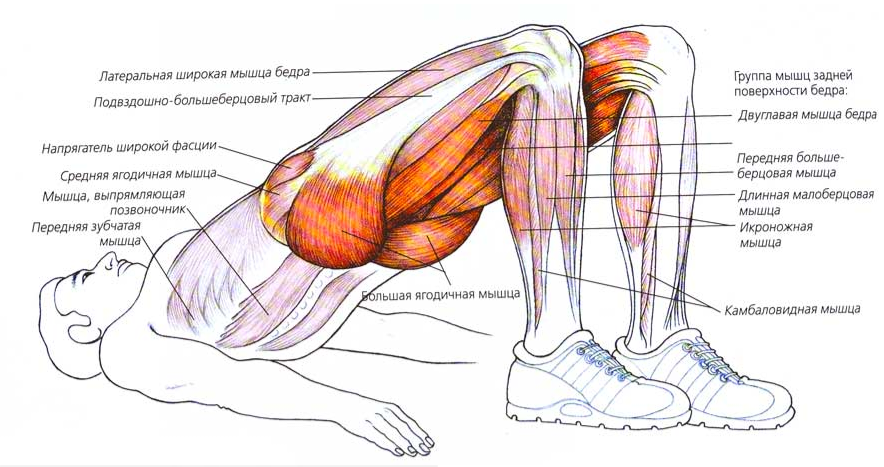 Как начать ноги дома. Ягодичный мостик мышцы. Ягодичный мостик анатомия упражнений. Упражнение мышцы ягодичный мостик.