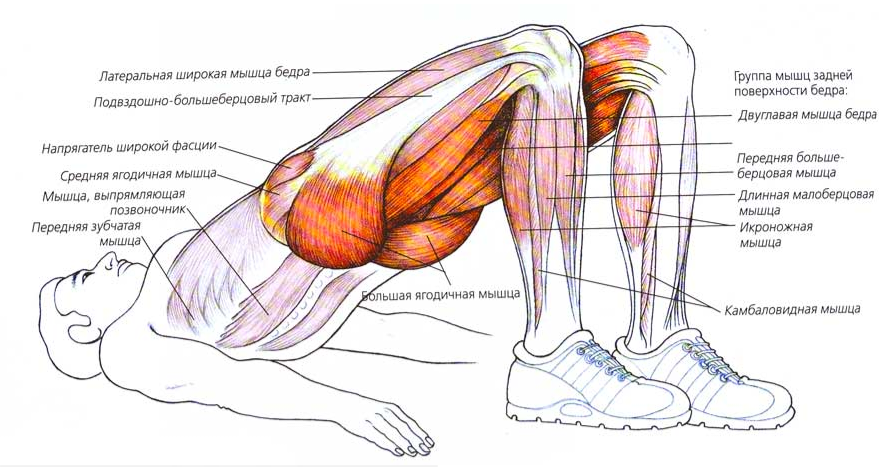 Как называются упражнения на ноги. Укрепить ягодичные мышцы упражнения. Ягодичный мост какие мышцы. Ягодичный мостик анатомия упражнений.