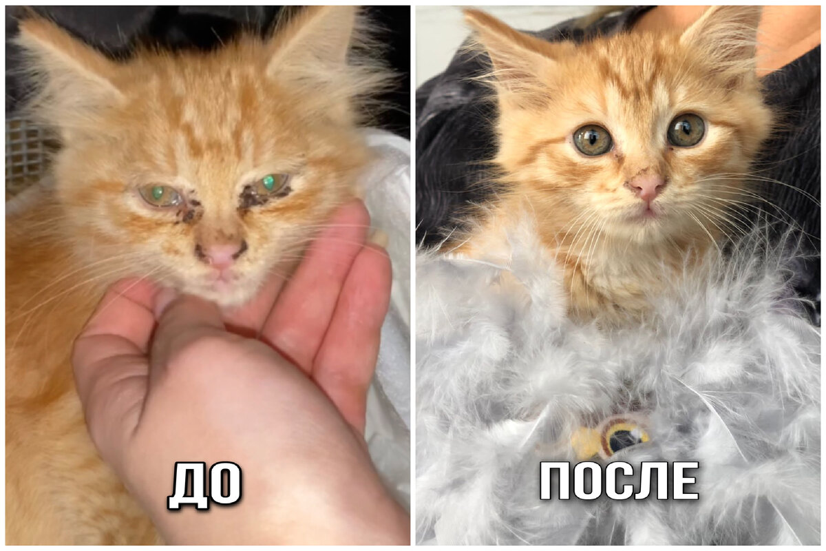 Ириска в первый день и перед выпиской