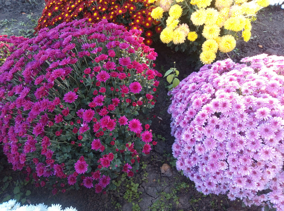 Крем справа, перпл слева