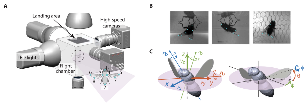Схема эксперимента для исследования маневрирования мухи при приземлении на потолок 
Pan Liu et al./ Science Advances, 2019